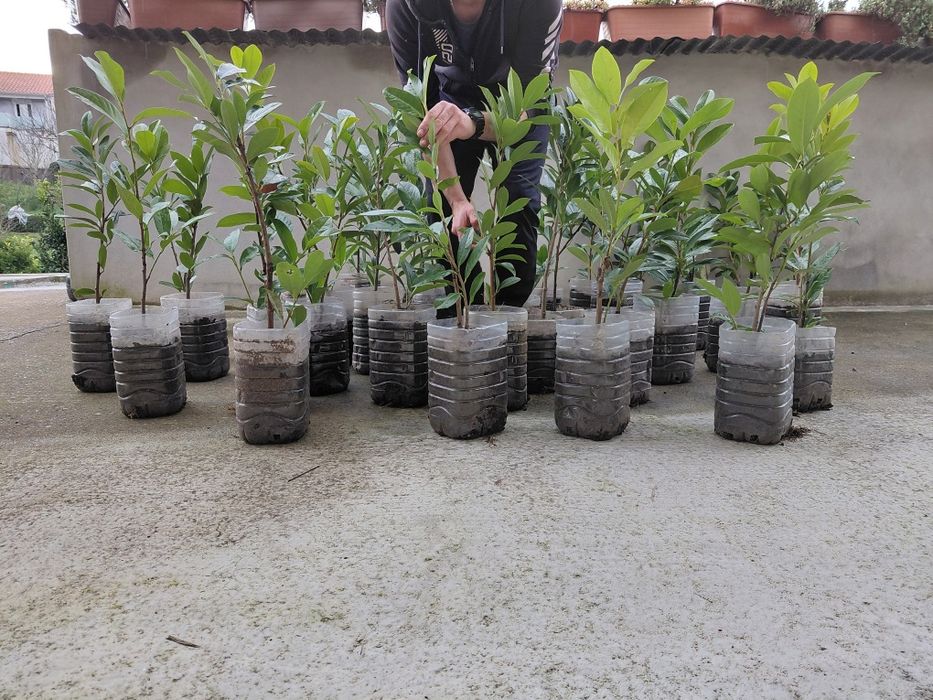 Lauros  para sebes bom preço