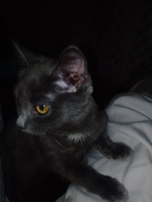 кошенятко в добрі руки!