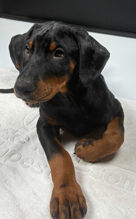 Doberman szczeniak – zdrowy i gotowy na nowy dom