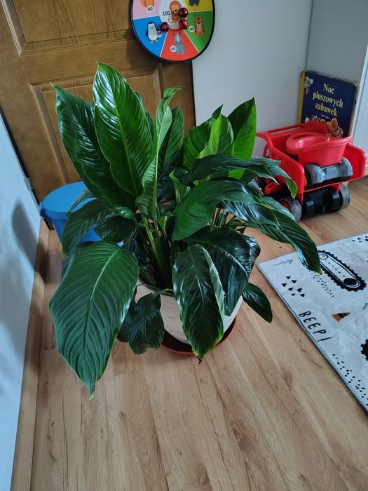 Skrzydło kwiat wysokość ok.80 cm