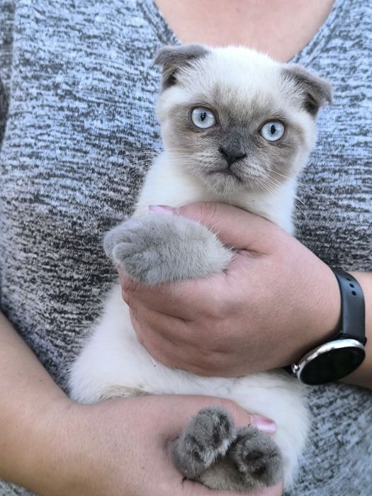 Кошенята Шотландські Блю Поінт