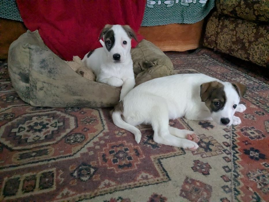 девочки в поисках семьи