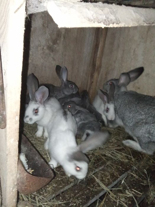 Продаються кролики