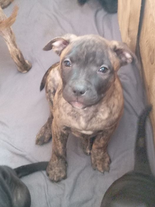 Suczka Putbull pregiwana