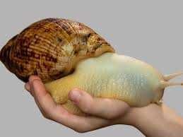 Lissachatina Fulica albino body jajka