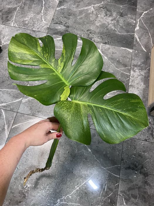 Monstera Green on Green mint szczyt