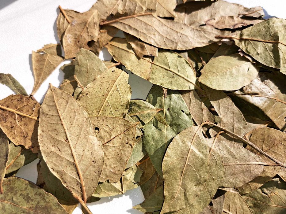 Лавровий лист лавровый