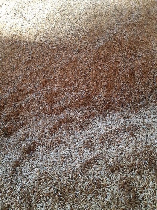 Owies bobik  pszenica
