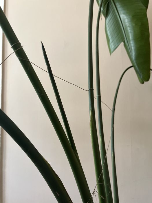 Duża strelicja nicolai 150cm - 200 cm