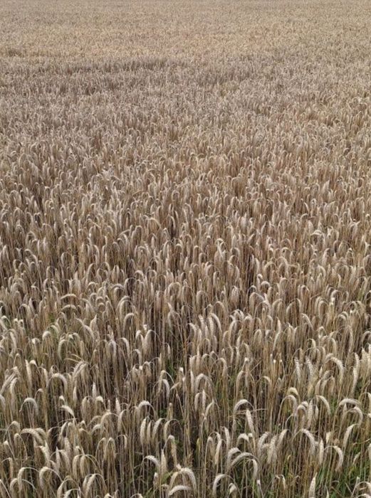 Pszenżyto tadeus  jednoroczne rok po centrali