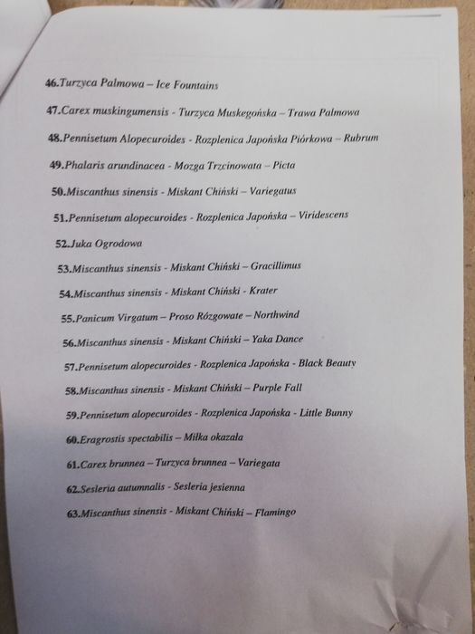 Trawa Miskant chiński Zebrinus