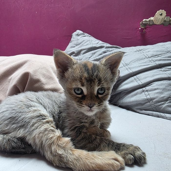 Maine Coon Kotka Na Kolanka