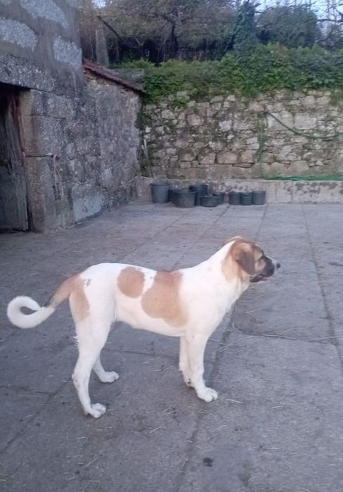 Cadela de raça cão de gado transmontano com 5 meses toda a documentaçã