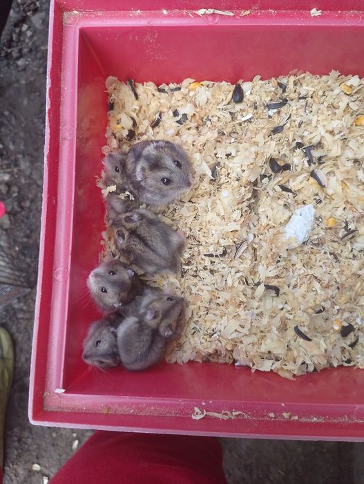 Продам хомяків джунгарики