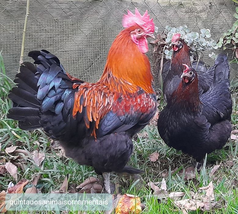 Ovos de Raças Maran, Plymound Rock Barrada e...