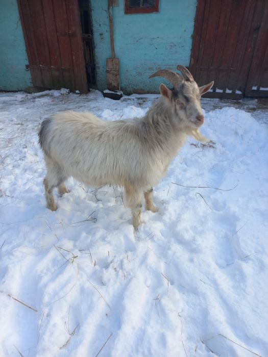 Продам молодого Козла козлика