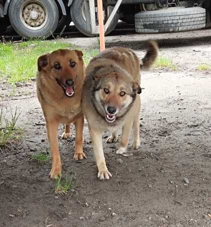 подарую собак в добрі руки
