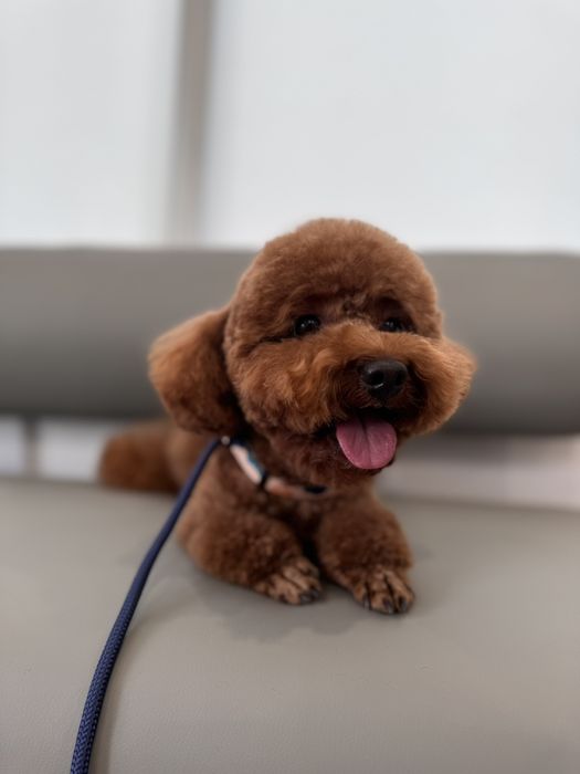 Той пудель вязка