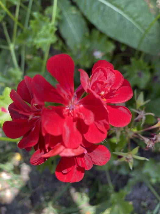 Пеларгонія  свіжий зріз