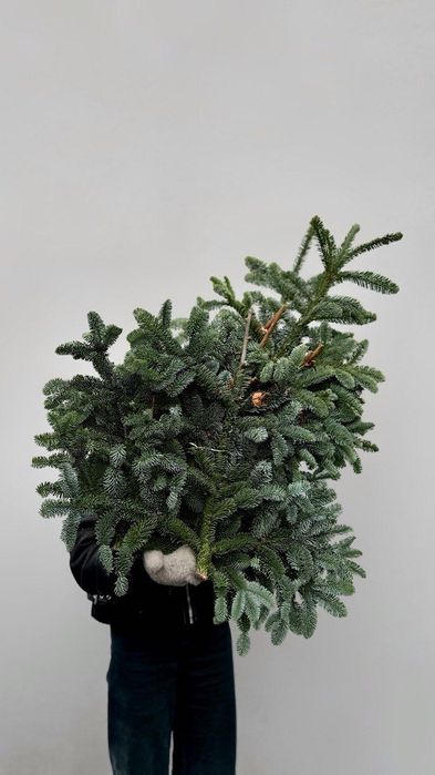 Банчі нобіліс 5 кг — ялинка для декору!