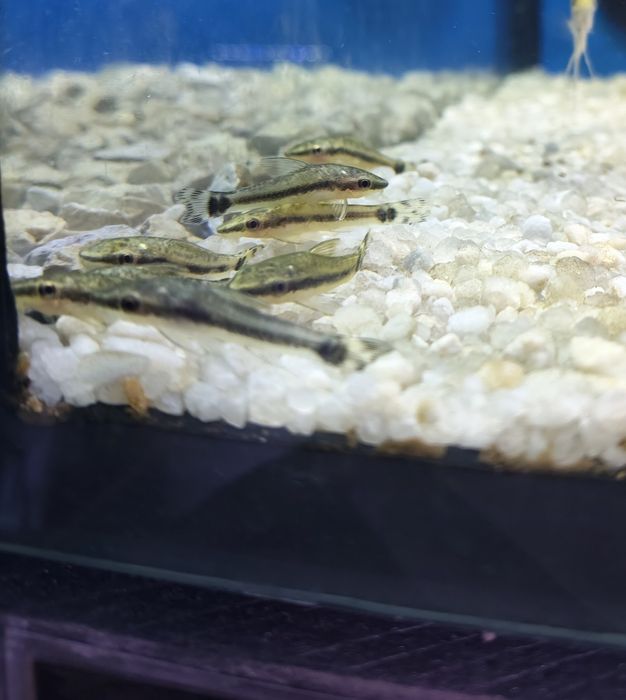Otocincclus affinis