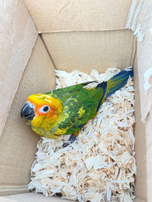 Sun Conure Bebé à Mão — Procuro Ringneck ou Lorikeet