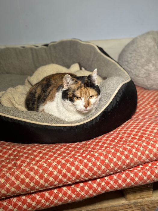 Котейки  в добрые руки