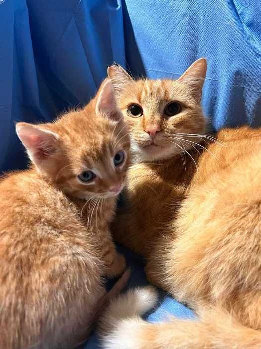 Ruda kotka do adopcji