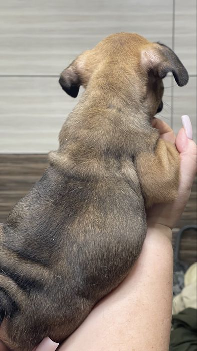 Мила дівчинка француз