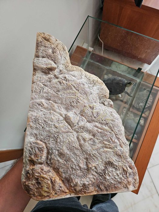 Base flutuante aquário tartaruga