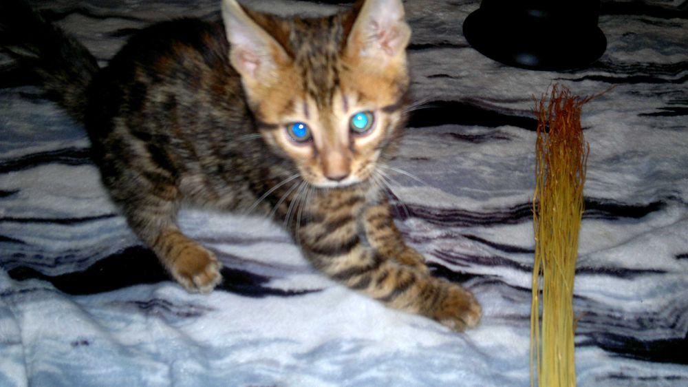 Бенгальський хлопчик BENn24