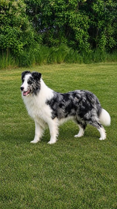 Border Collie piesek