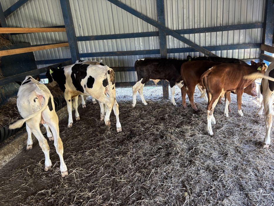 Sprzedam byki samodzielne