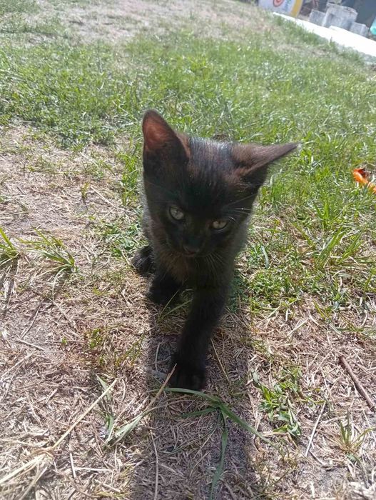 Кошенята котик кішка віддам в добрі руки
