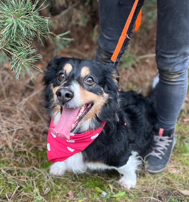 Klusio - krótkołapki pieseczek ideał do adopcji