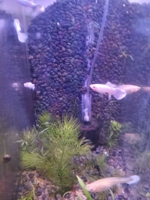Guppys Velvet White  3- 10€