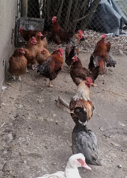 Mam do sprzedania młode koguty