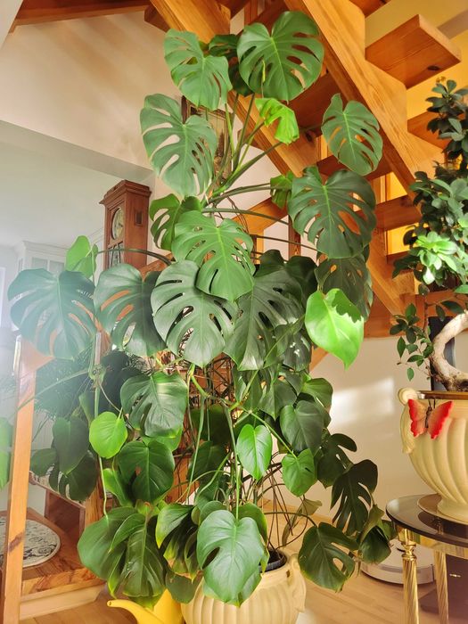 Kwiat Monstera Deliciosa Gigant ponad 2m, rzadki egzemplarz, piękna