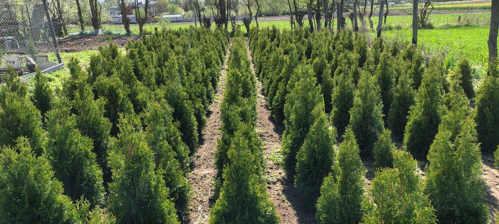 Tuja / Tuje Szmaragd od 70 cm do 110 cm .