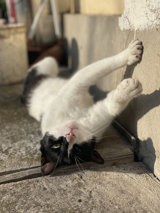 Нашелся кот  " Batman "