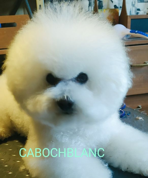 Бішон фрізе. Чудові цуценята розплідника "CABOCHBLANC