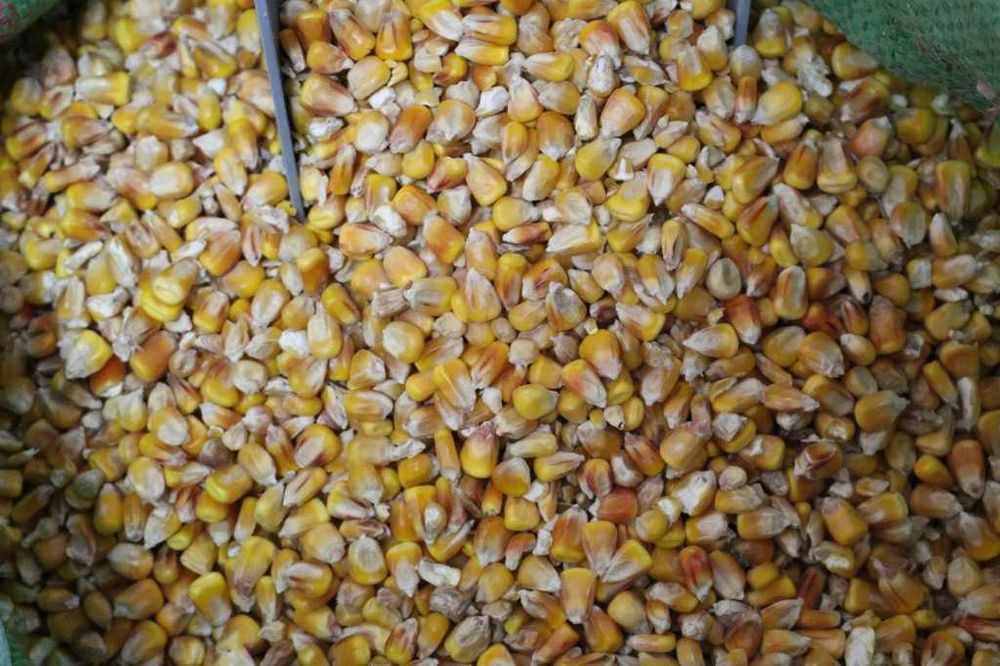 sucha kukurydza ziarno i mielona
