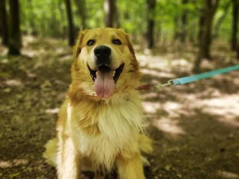 Frodo szuka domu !!!