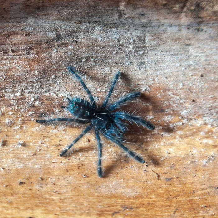 Ptasznik wielobarwny - Caribena versicolor - Karaibka wielobarwna