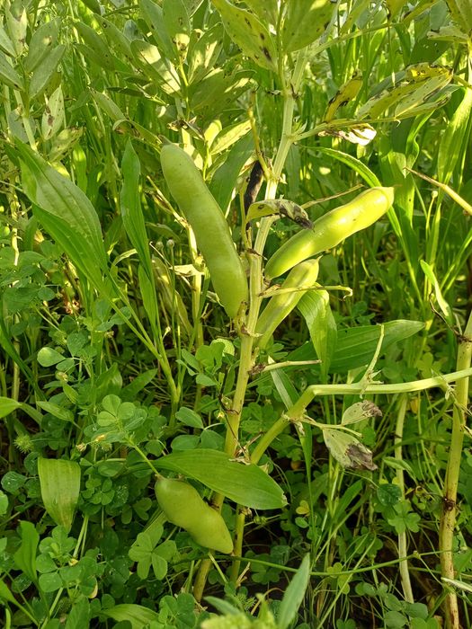 Favas biológicas