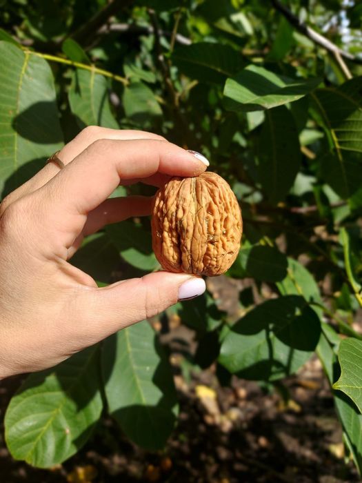 Саджанці горіха. Кочерженко. Ідеал