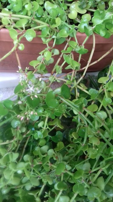 Barba de Moisés/ Planta que trepa