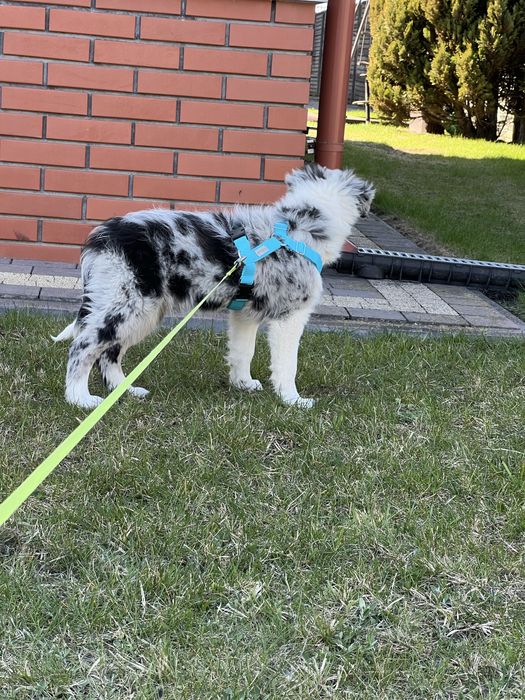 Border Collie - blue merle