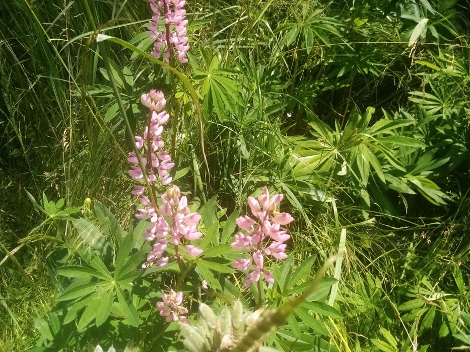 Продаж дачної ділянки в Чернієві