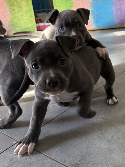 Американський буллі